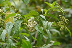 Tournefortia reticosa